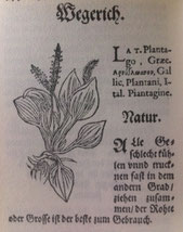 Kreütterbuch von Barthlomaei Carrichters, Holzschnitt von Leonhard Fuchs, 1602