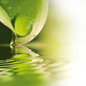 Ein Tautropfen oder Regentropfen fließt von einem grünen Blatt in Wasser unterhalb des Blattes.