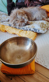 Entspannter Hund liegt neben einer Klangschale während der KlangZeit