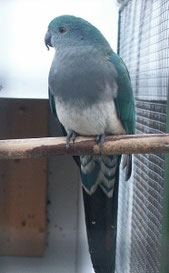 Blau   Alisterus scapularis (Königssittich)
