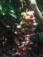 カマエカズラの花序