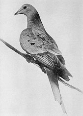 Die letzte Wandertaube. (https://en.wikipedia.org/wiki/File:Martha_last_passenger_pigeon_1914.jpg)