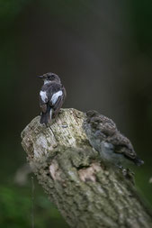 Trauerschnäpper aufgenommen mit dem Sigam 800 mm f/5.6 und der Nikon D600