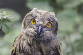 Neuestes Bild
