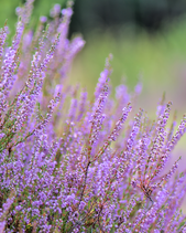 Bild: Canva
