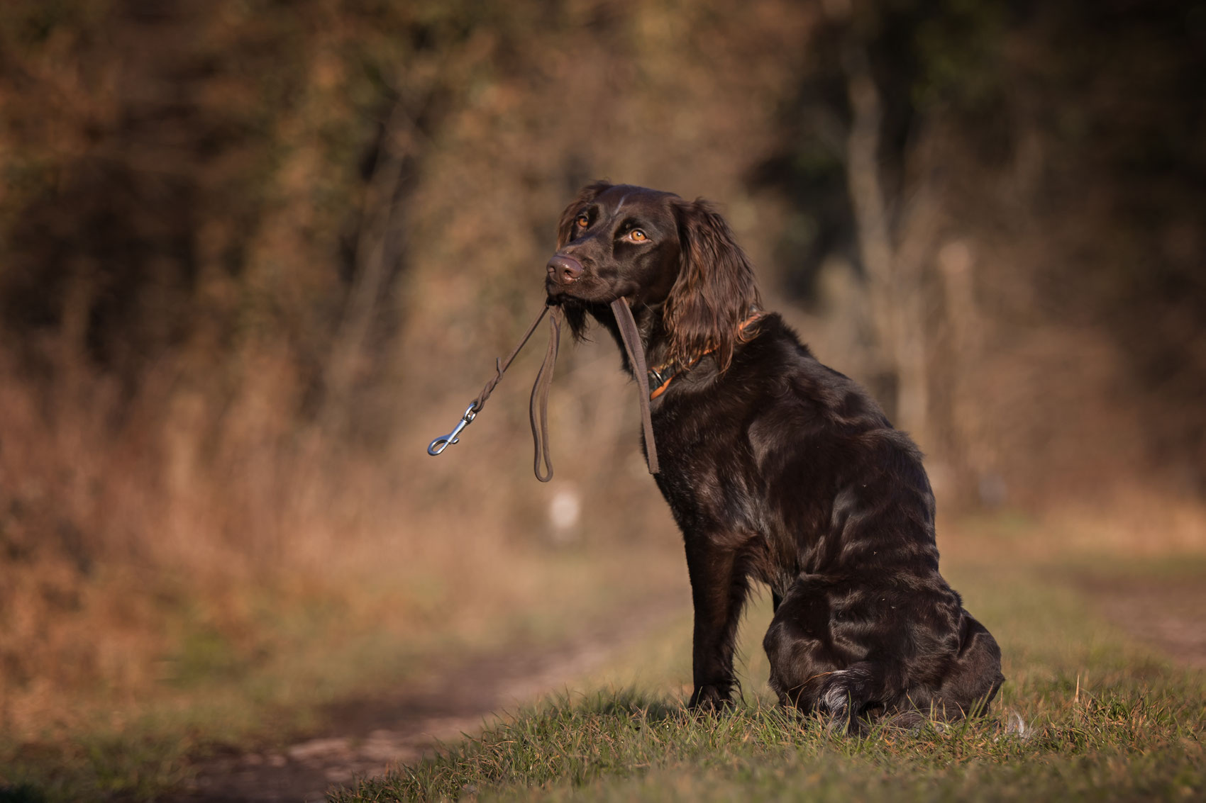 Jagdkontrolltraining HundeNatur mit dem Hund auf der Spur