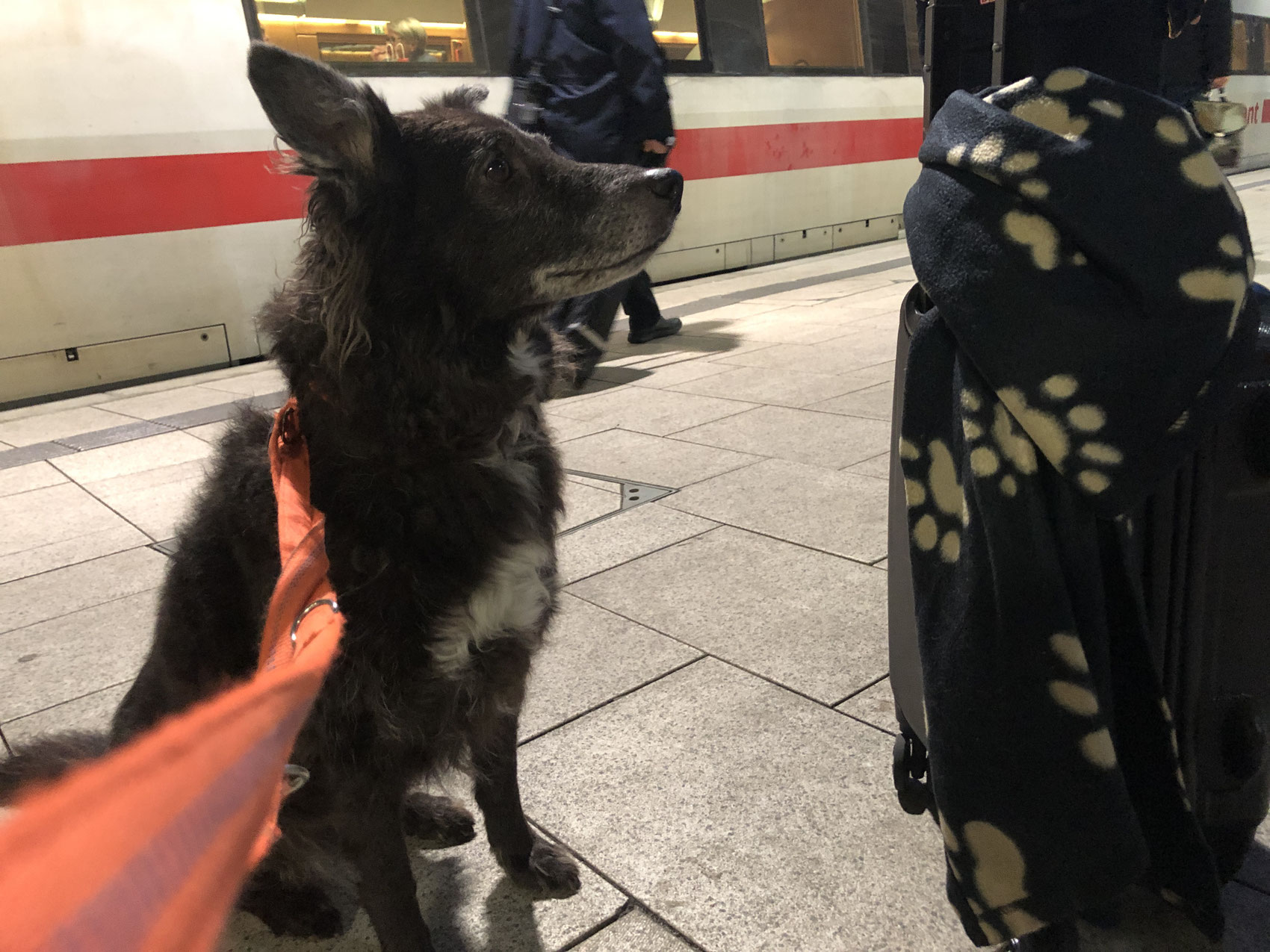Deutsche Bahn mit Hund Mit Hund auf Tour