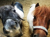 Zwei Ponies, die neugierig in die Kamera schauen