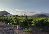 SubTropical Vineyards