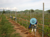 SubTropical Vineyard Management