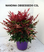 nandina domestica obsessed