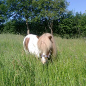 Tiergestützt, Pferdegestützt, Heilpädagogik