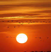  Kraniche bei Sonnenuntergang