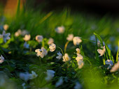 Schönheiten, Frühling im Wald