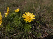 Großer Berg im flachen Land