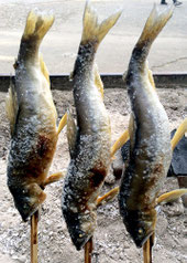 Charcoal grilled Ayu, Irori-chaya Hidoko, hibiya oedo matsuri