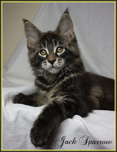 Maine Coon Kater , black classic tabby