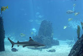 Fauna del oceano