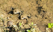 Amphibien auf der Baustelle, Foto: NABU/Martin Klatt