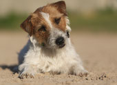 Hofhund Charly