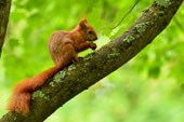In freier Natur