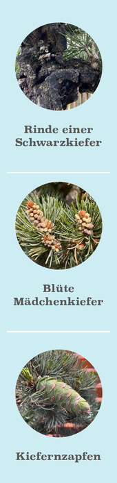 Blüte, Zapfen, Rinde, Nadeln einer Mädchenkiefer, Pinus pentaphylla