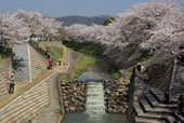 桜並木が奈良県景観資産