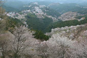 シロヤマ桜が下、中、上、奥千本と群生