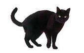 c'est un chat noir cabriolant