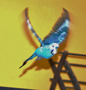 Fliegen ist unser Leben!