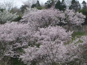 大三島大三島橋の桜