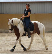 Falko beim Training