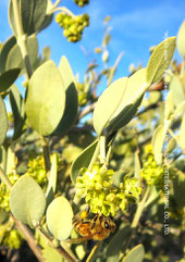 ❦ JOJOBA & BEE
