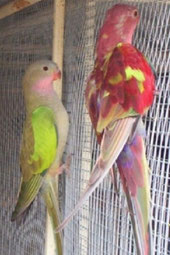 Rot   Polytelis alexandrae (Princess of Wales Sittich)