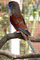 Rot   Psephotus haematogaster (Rotsteißsittich)