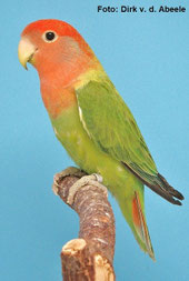Opalin   Agapornis roseicollis (Rosenköpfchen) 