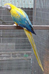 Opalin   Ara ararauna (Gelbbrustara)