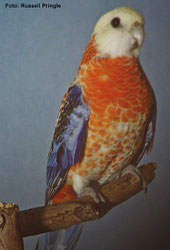 Opalin   Platycercus adscitus (Blasskopfrosellasittich) 