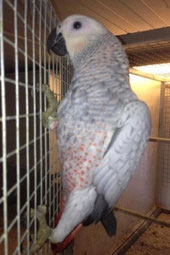 Opalin   Psittacus erithacus (Graupapagei) 