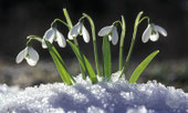Crocus émergeant de la neige qui symbolisent les blocages levés par l'hypnose avec Christine Roman à Lyon