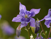 Aquilegia flabellata