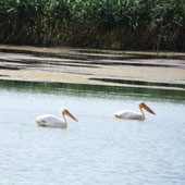 Donaudelta