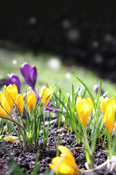 "Early Crocus" by Simon Howden