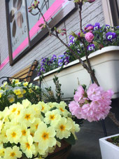佐倉市かぶらぎ整骨院 院前の桜写真
