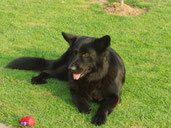 Hund von A.Herbst.