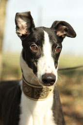 Greyhound Lucius