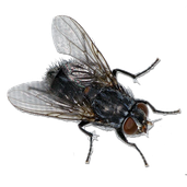 mouche  image  transparent insectes png pour illustration ecole montessori