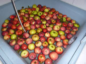Äpfel in der Wanne
