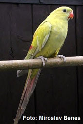 Dilute Polytelis anthopeplus (Bergsittich)