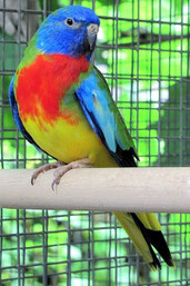 Pallid   Neophema splendida (Glanzsittich) 
